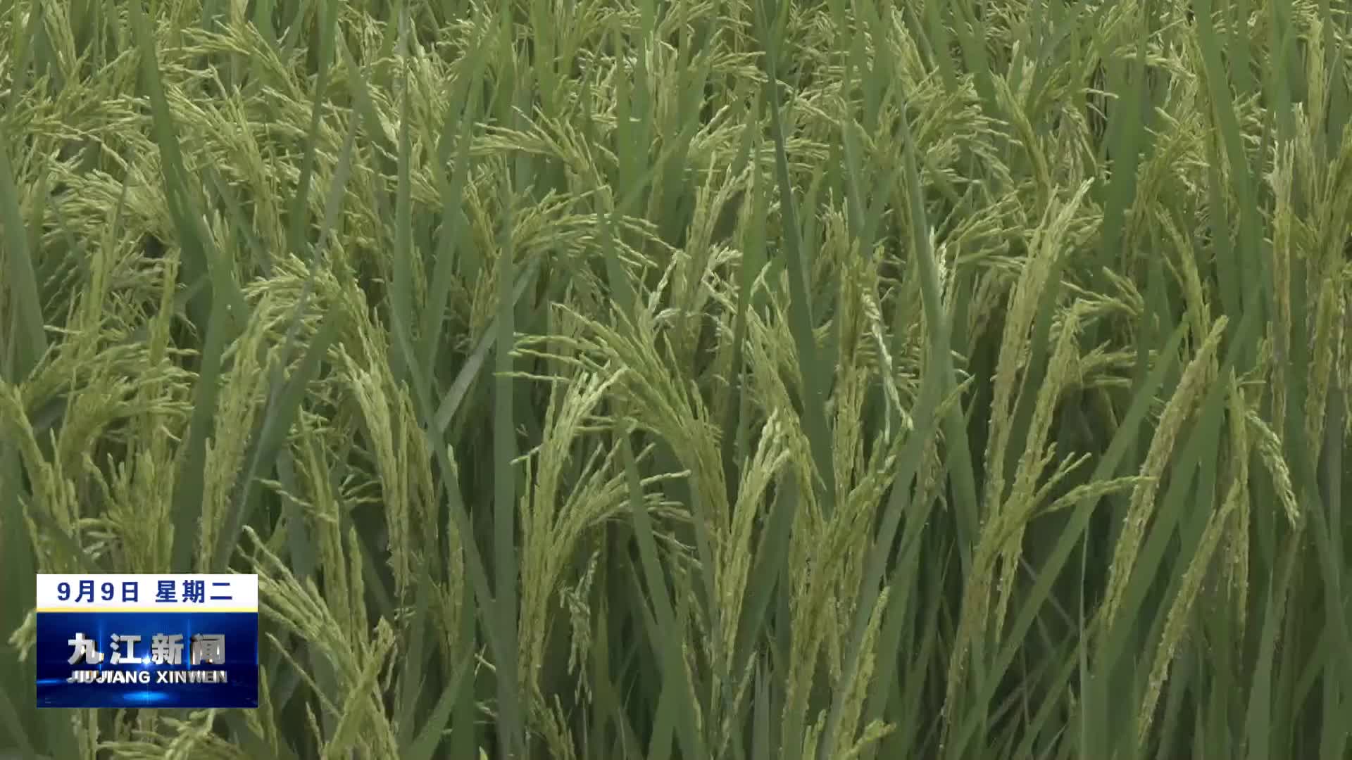 市领导到德安调研