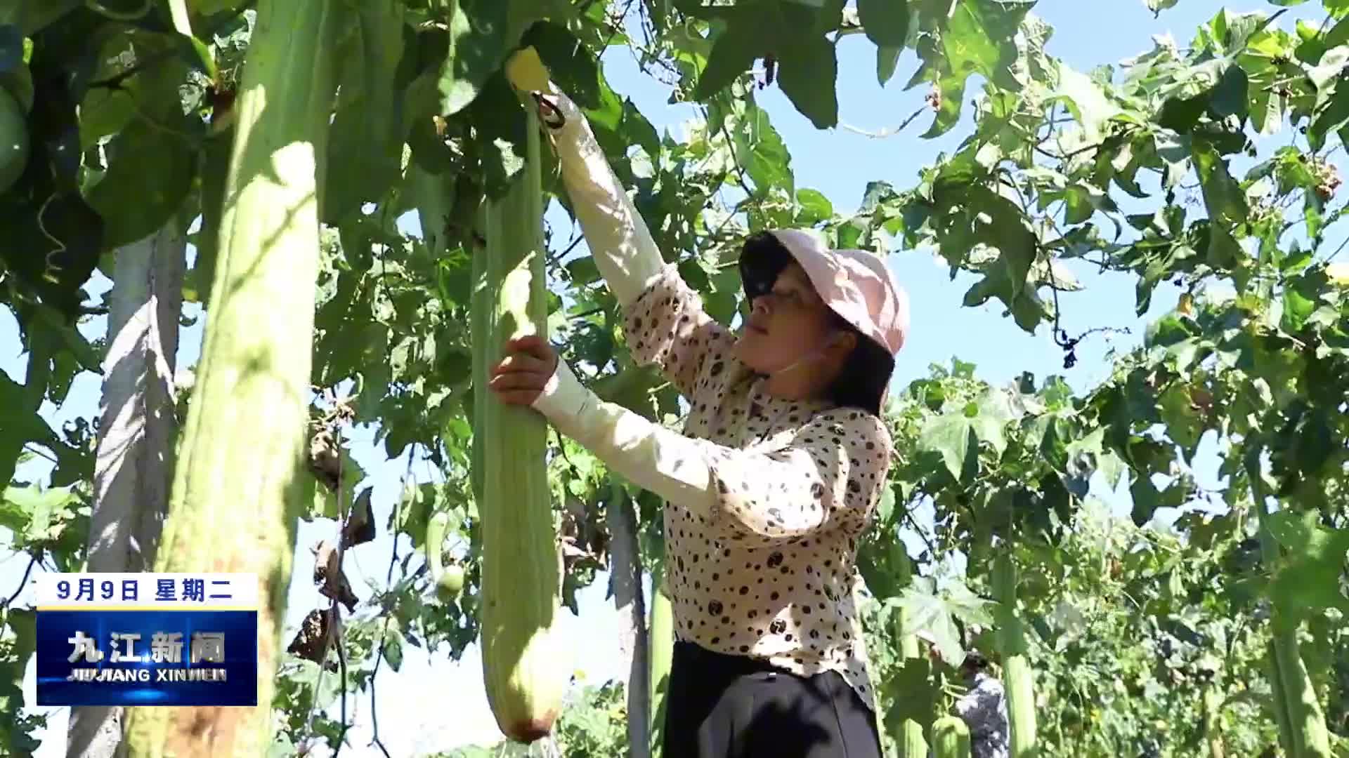 湖口：小小丝瓜络  致富新“丝”路