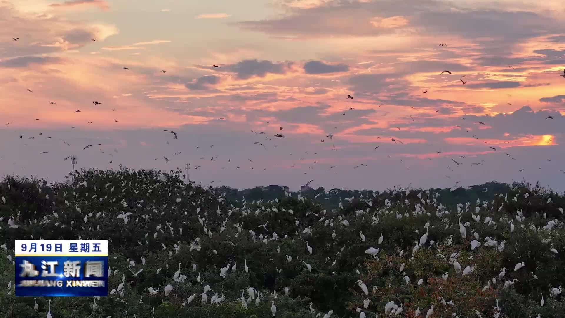 鄱阳湖都昌湿地再现“万鸟归巢”景观
