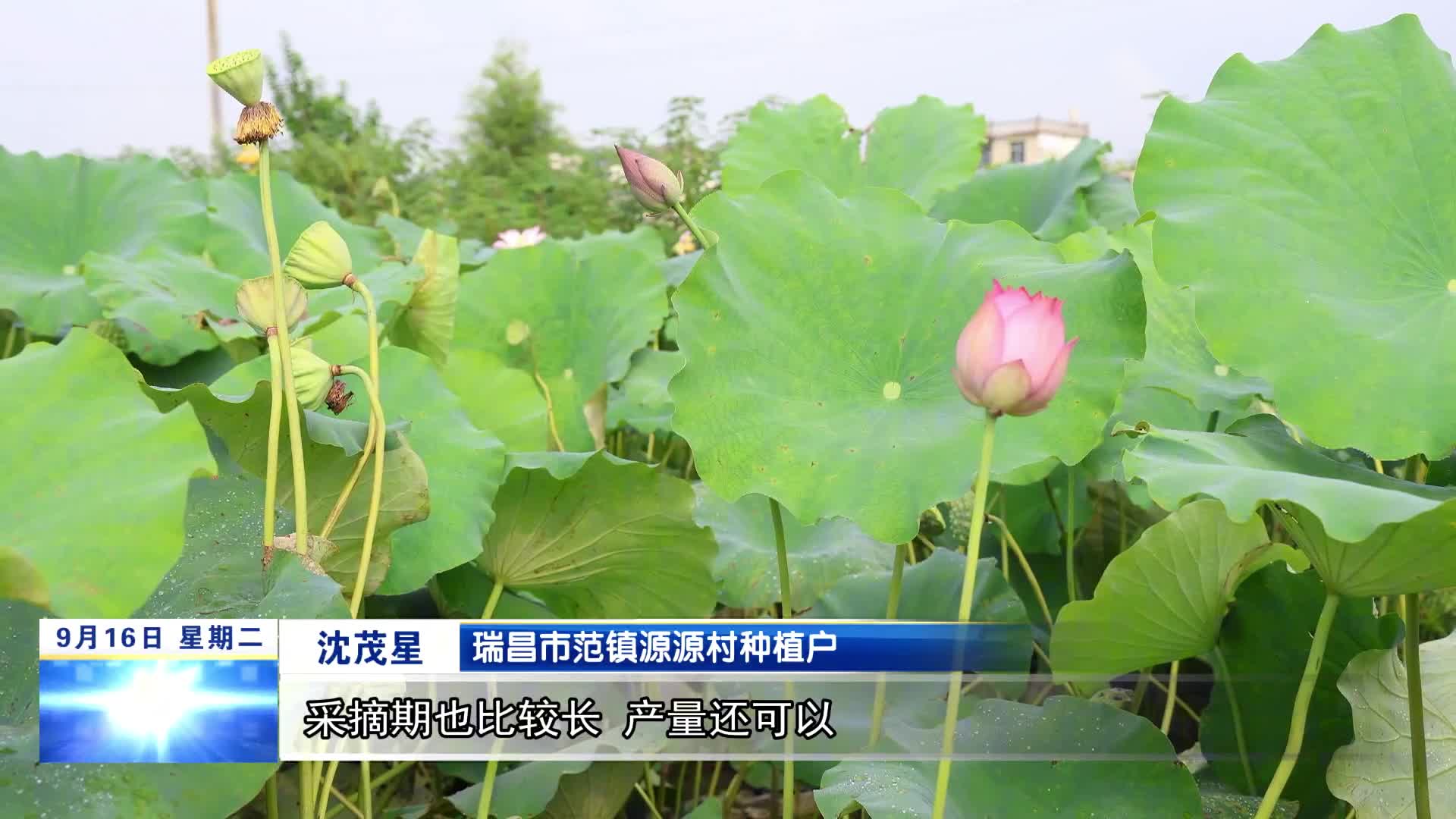 瑞昌：“莲”通致富路 采摘正当时