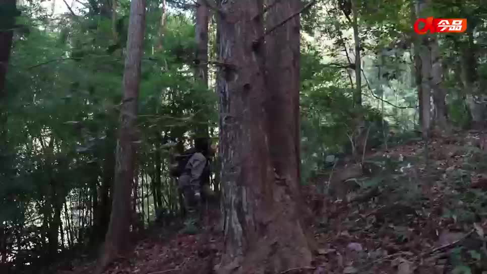 不负青山 从伐木到守护，四代人的青春挥洒在翠谷间。