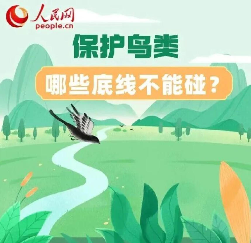 环保科普 | 保护鸟类 哪些底线不能碰？