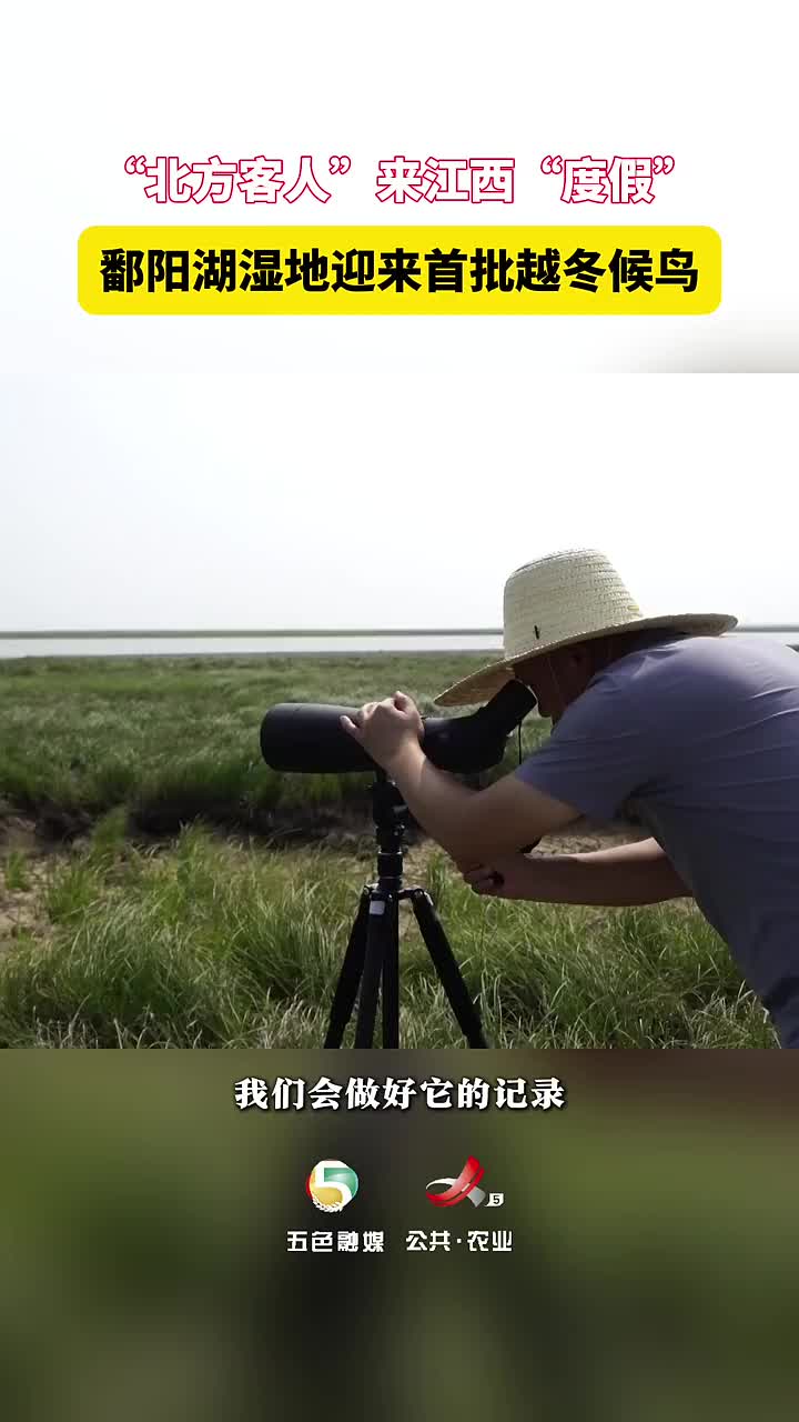 “飞时遮尽云和月，落时不见湖边草”，鄱阳湖越冬候鸟“集结季”正式拉开序幕！