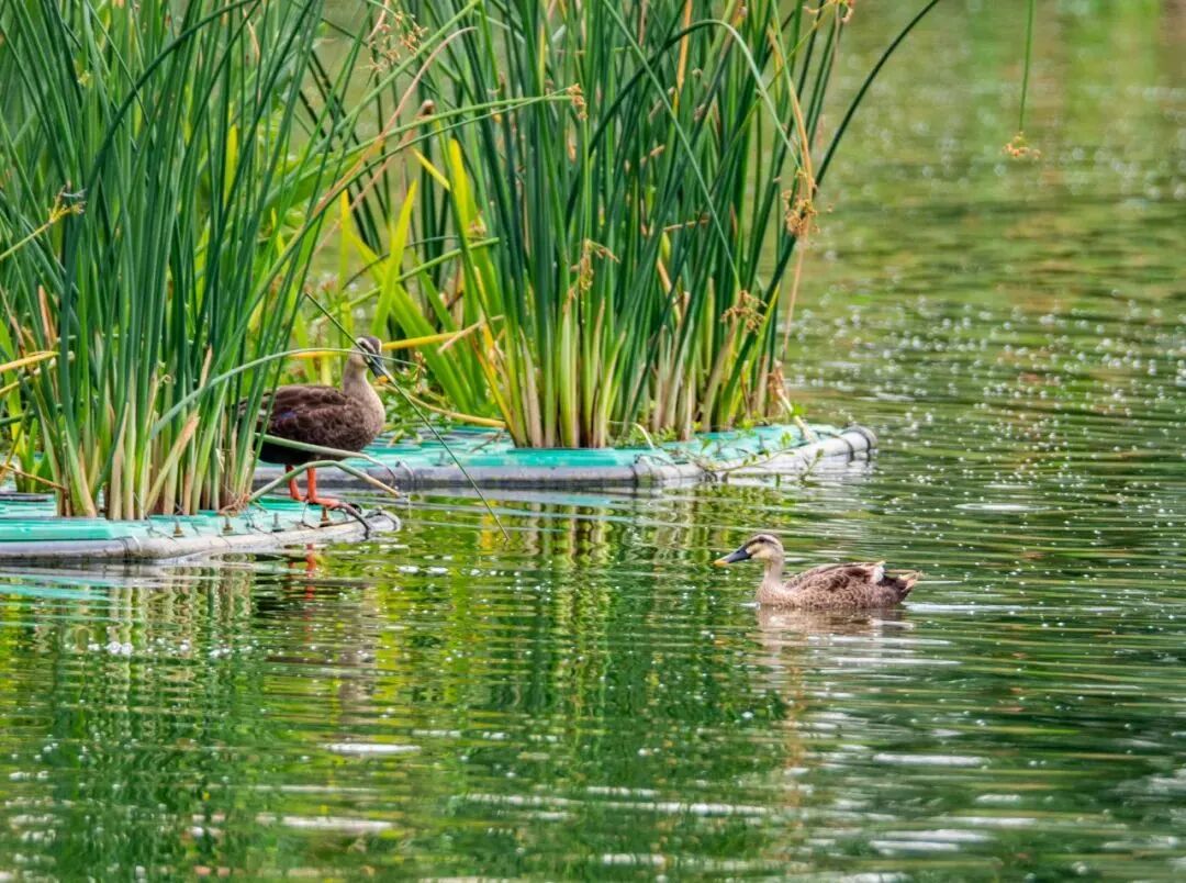 湖口：治理发力 生态“焕”颜